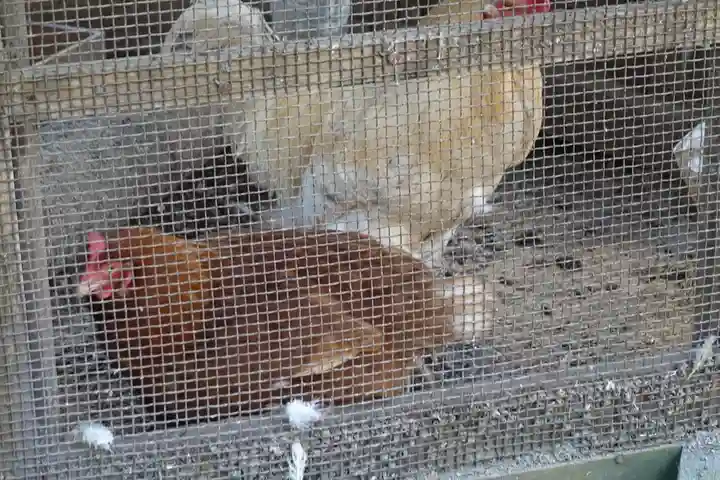 丹生川上神社(下社)の動物