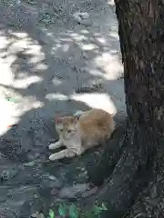 大江神社の動物