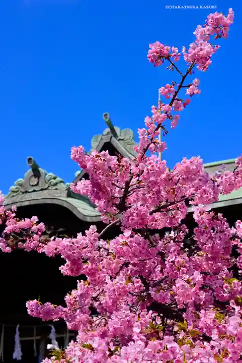 桜神宮(東京都)