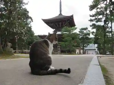 智恩寺(京都府)