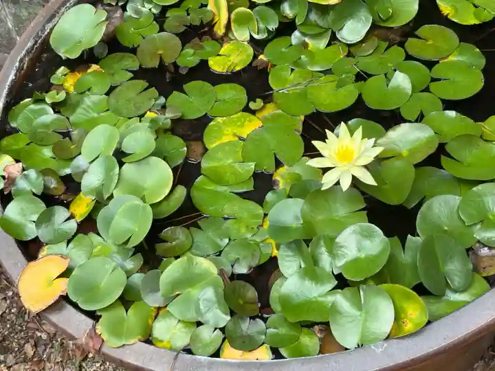 縣神社(京都府)