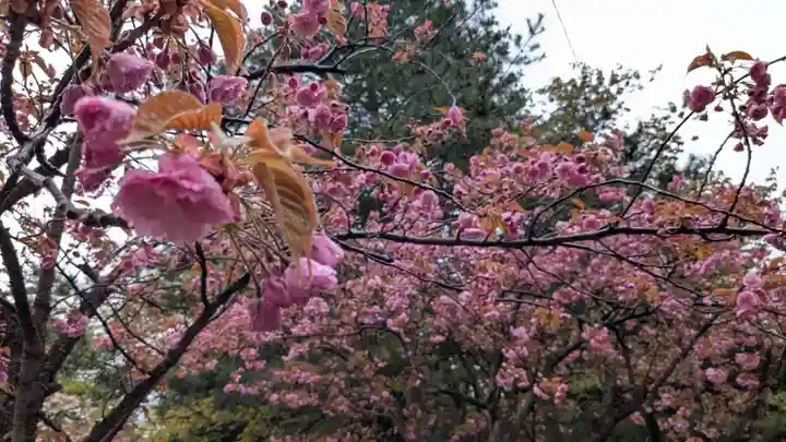 札幌護國神社の自然