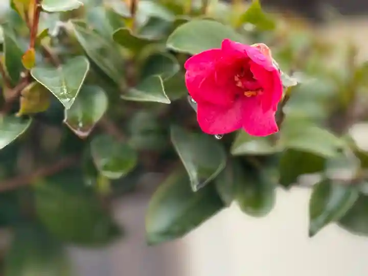 西方山極楽寺(岐阜県)