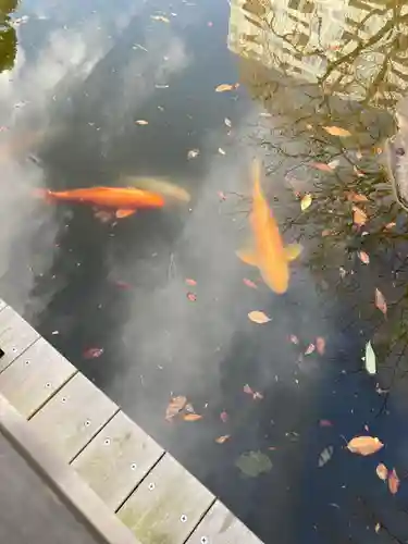 東郷神社の動物