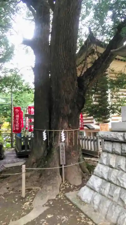 諏訪神社の自然