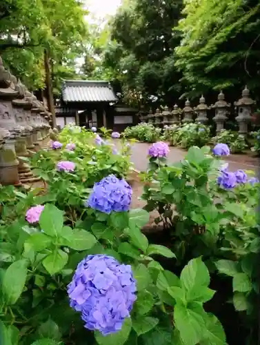 妙法寺(東京都)