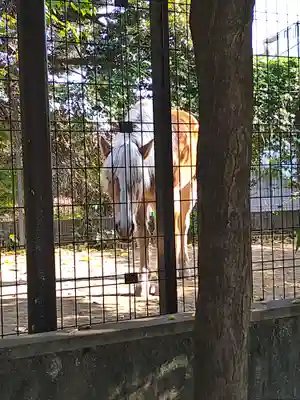 萬昌院功運寺の動物