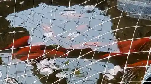 埴生神社の動物