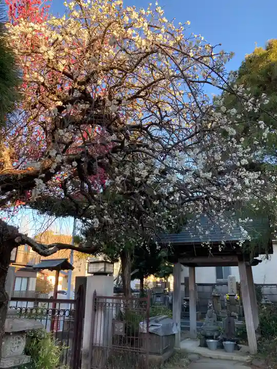 善性寺(神奈川県)