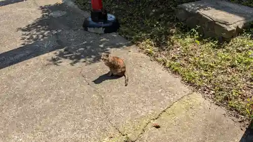 入舟稲荷神社の動物