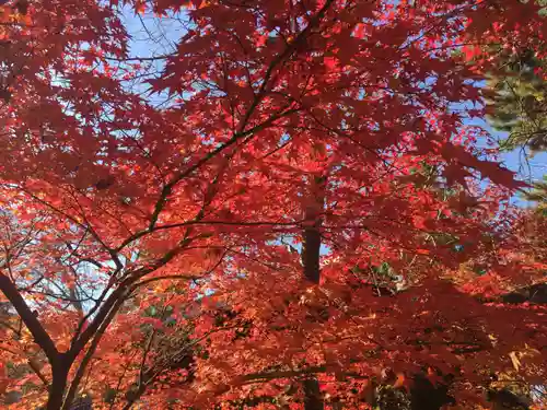 禅林寺（永観堂）の景色