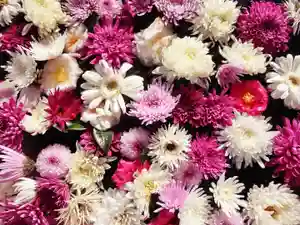 立志神社(滋賀県)(2021年12月31日(金) 15時12分54秒投稿)