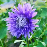 豊景神社の自然