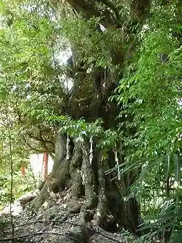 阿蘇神社の自然