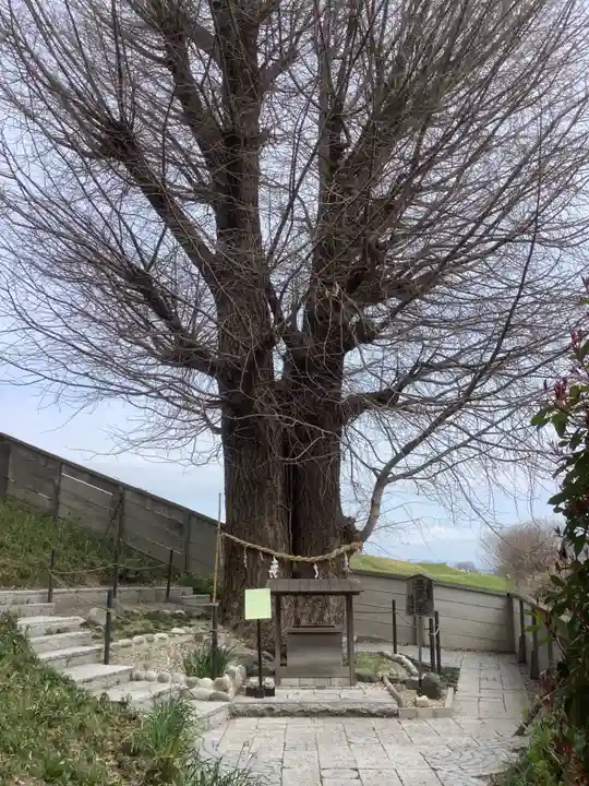 堤治神社の自然