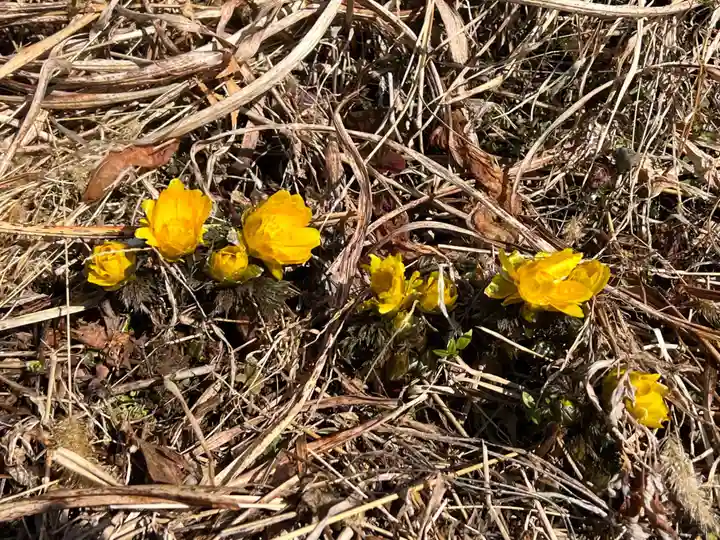 国宝 大法寺の自然