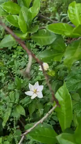 海印寺寂照院の自然