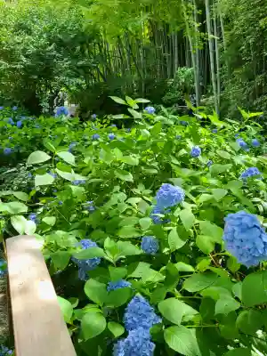 明月院(神奈川県)
