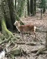 春日大社の動物
