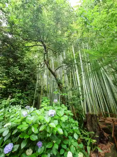 報国寺(神奈川県)