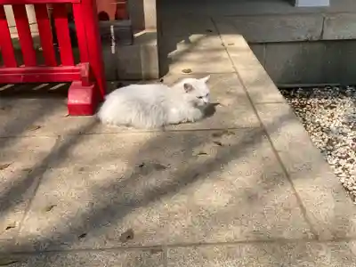 小金八坂神社(千葉県)