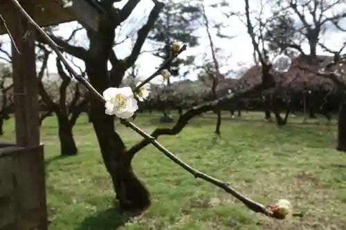 北野天満宮の自然