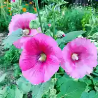 豊景神社の自然