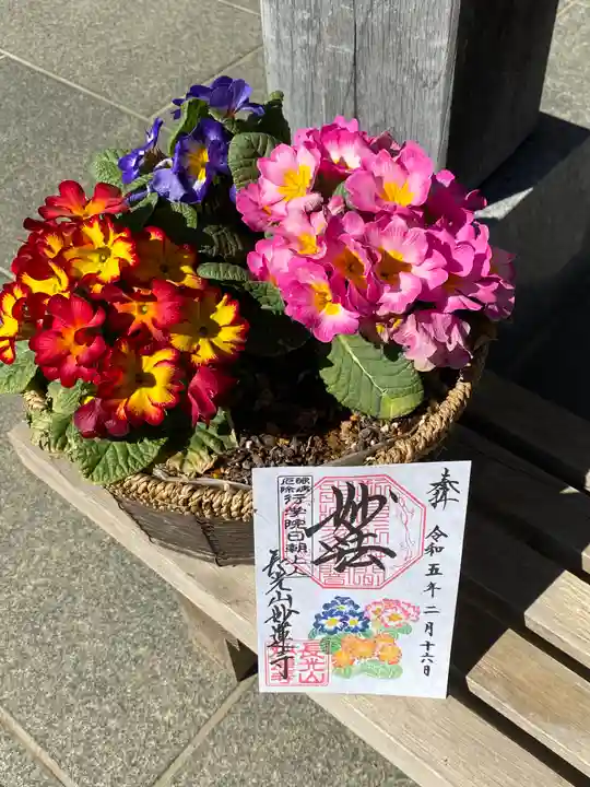 妙蓮寺の御朱印