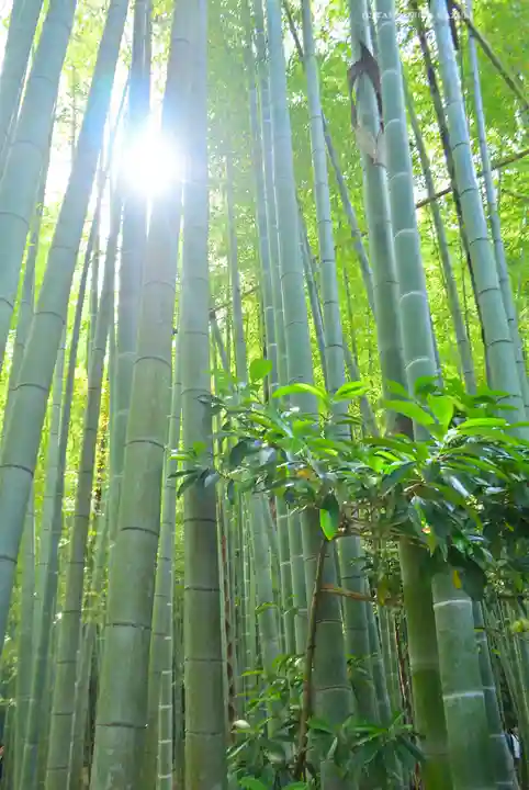 報国寺(神奈川県)