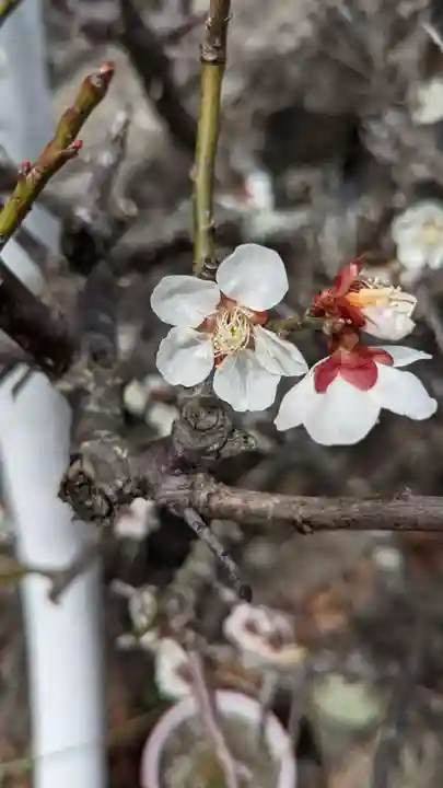玉野御嶽神社の庭園