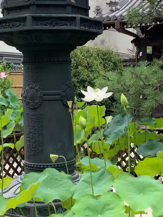 行願寺(革堂)の自然