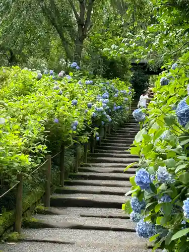 明月院(神奈川県)