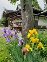 鷺宮八幡神社の自然