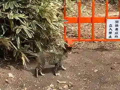 玉村八幡宮の動物