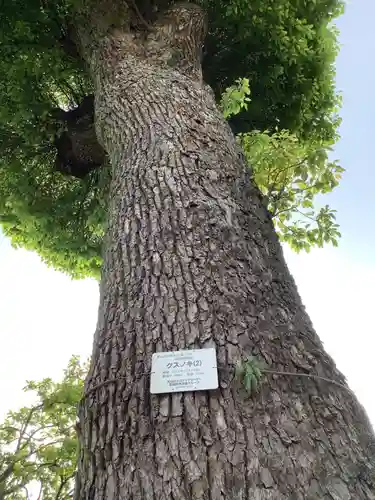 天神社（余坂天神社）の自然