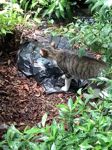 三輪神社の動物
