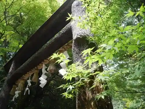 野宮神社の鳥居