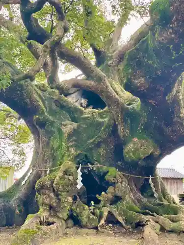 青幡神社(佐賀県)