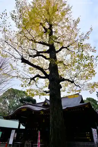 渋谷氷川神社の自然