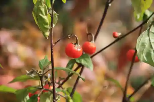 豊景神社の庭園
