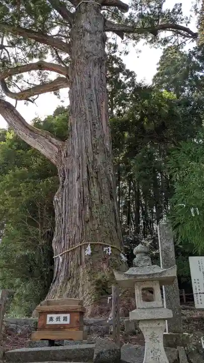 飛龍八幡宮の自然