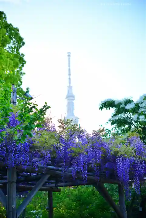 亀戸天神社(東京都)