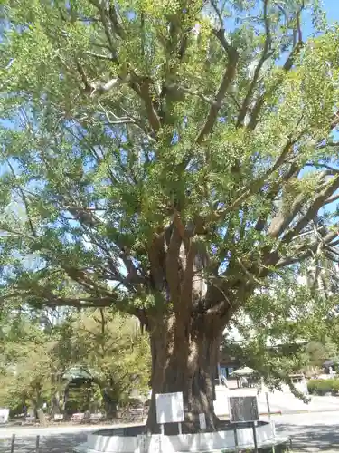 時宗総本山 遊行寺（正式：清浄光寺）の自然