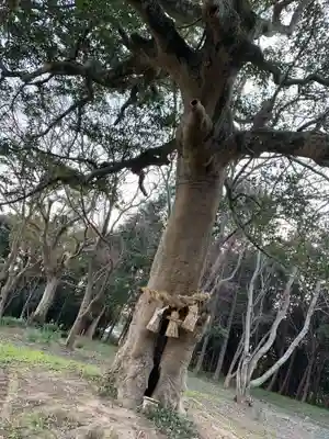 當島八幡宮の自然