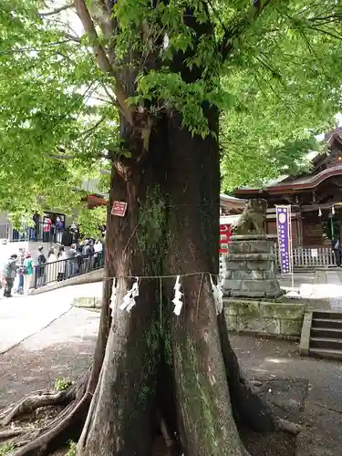 滝野川八幡神社の自然