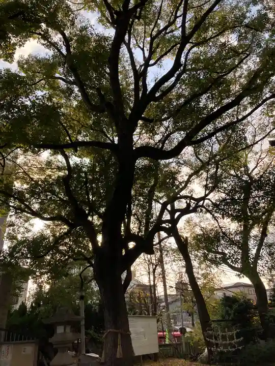 天神社(桑津天神社)の自然