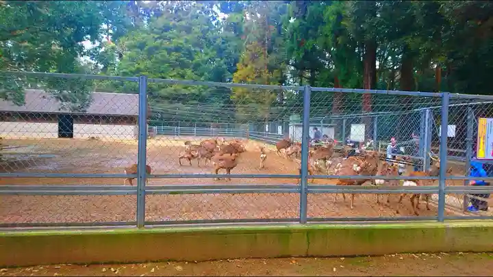 鹿島神宮の動物
