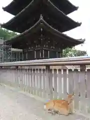 興福寺の動物