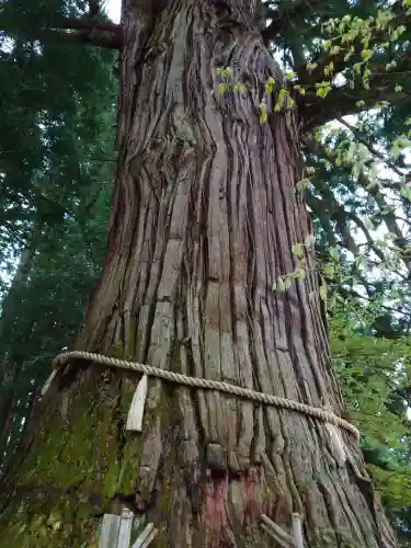戸隠神社中社(長野県)