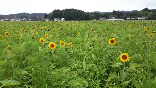 若宮八幡宮の周辺